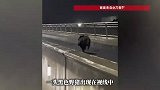 野猪在一高架桥雨夜狂奔：体型健硕，动作迅猛