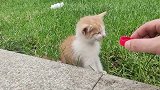 遇到一只流浪猫，腿断了，特别虚弱，希望它能活过来