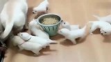 拉布拉多赛文：铲屎官你就不能帮我看看孩子让我好好吃饭！