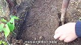 为何鱼类对蚯蚓情有独钟？除了气味之外，还有另外一个原因