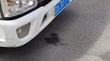 小货车驾驶室坐着一条狗