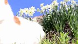 猫咪带着娃，一起赏水仙花，顺便吃点草