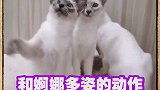 曼妙身姿巴厘猫