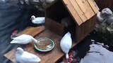 第一次见鸭子喂鱼，连小鸭子都有宠物了