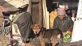 残疾的拾荒老人搬家没带走土狗，忠犬苦苦等待，比自己儿女强多了