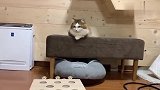 趣味萌宠：小花猫在凳子上玩耍