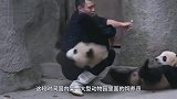 饲养员把小熊猫摆开晒太阳，下一秒千万憋住笑！镜头拍下全过程