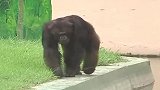 印度一黑猩猩逃出围墙吓到游客，饲养员快速将其哄回