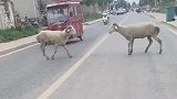 两只羊在街头,路人和车辆都不敢轻易妄动,这是有多大的仇恨