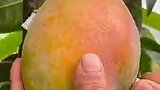 芒果不错，我好想吃