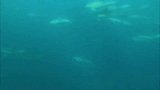 海豚在陆地上捕食鱼类，鲸鱼也是故意搁浅在海岸上狩猎