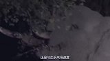 豹子上树捕捉小猴子，大象看到前来解救，镜头拍下全过程！