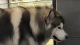 在办公室长大的阿拉斯加犬，它在公司为所欲为，老板都管不到它