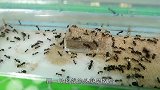 蚂蚁军团智商多高?老外为蚂蚁设计迷宫,蚂蚁:这是人干的事儿?