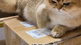 自己没本事生宝宝！一肚子！还生气了……萌宠出道计划 萌宠高阶技能挑战