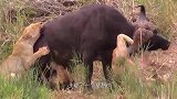 3头狮子围杀野牛，谁料野牛突然发飙，最终狮子1伤2逃！