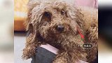杨紫贴心为爱宠洗澡 被调侃洗澡前后无差别