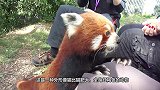 饲养员喂小熊猫吃苹果，随后摸了摸它的肚子，遭到小熊猫满脸嫌弃