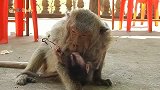 母猴抱着猴儿含泪去世，小猴子： 我爱妈妈，没有你我活不下去！