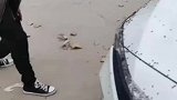 车上趴满苍蝇，男子抓一把直接摔在地上