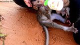 小猴喝奶，强盗小猴引起了争抢！