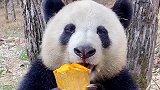 动物园里的熊猫吃面瓜，吃东西的样子非常可爱