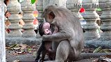 这猴妈妈也太狠了点，毫不怜悯的咬小猴子，小猴子委屈地看着妈妈
