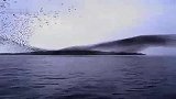 旅游-叹为观止！稍纵即逝的大自然奇观-这是海上的燕八哥群吗？