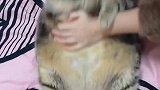 猫：快放开我，我才不要锻炼！