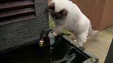 假猫！猫吃鱼我见多了，这么奇葩的猫还是第一次见
