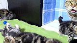 这里的猫咪真的太懒了，都不出去活动，总不会又要睡觉了吧！