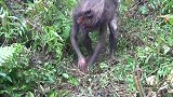 野人设下陷阱逮住鸡，没想被村姑取走，说什么也要夺回来
