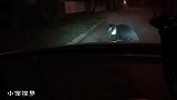 刚遭遇车祸的小奶猫，半路求助路人：你能收留我吗