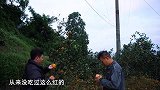 包立春去田里放地笼，桃子姐做盆芋儿鸡，香气四溢，一家人吃爽了