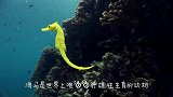 海马居然是喷射式生宝宝，一次就能生2000只，太壮观了