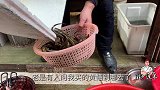 川菜厨子教你做盘龙黄鳝，正宗的重庆做法，江湖菜，味道霸道惨了