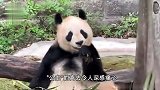 中国大熊猫保护研究中心：大熊猫“公主”和“融融”已离世