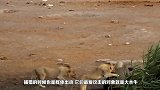 狮子叼走小水牛，水牛妈妈着急飞奔而来，接下来狮子悲剧了