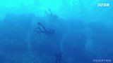 深海惊魂！男子红海潜水 被大白鲨咬住左腿五秒不松口
