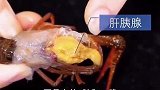 龙虾头到底能不能吃，没想到头里居然有这物！