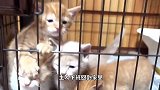 小猫当着母亲的面，从笼子里逃脱，兄弟姐妹都看呆了