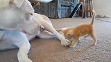 小奶猫抱着大狗脚脚啃，大狗一脸的温柔的看着它，还亲了亲小奶猫