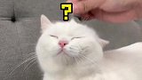 给大家分享一个让猫身价暴涨的小技巧，你们学会了吗