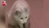女子喂养怀孕流浪猫，偶然看见家养猫咪的幸福，那一望太令人心酸