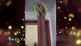 你说喵星人聪明吧，有时候又蠢萌得可笑！