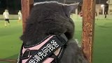 猫咪, 男主人去球场都找不到女朋友, 今天终于把我给出动了
