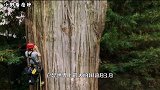 全球体积最大的生物，它出生时中国还在商朝，网友：长见识了