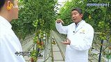 温室内部传感器全方位监控植株表现，保障番茄正常生长