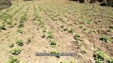 农村大叔上山找野菜吃，香椿是我们山里人的最爱。你们那边有吗？
