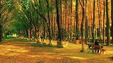 秋天的“玫瑰”